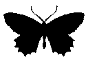 black_butterfly