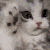 6918-kitty.gif Discord Emoji